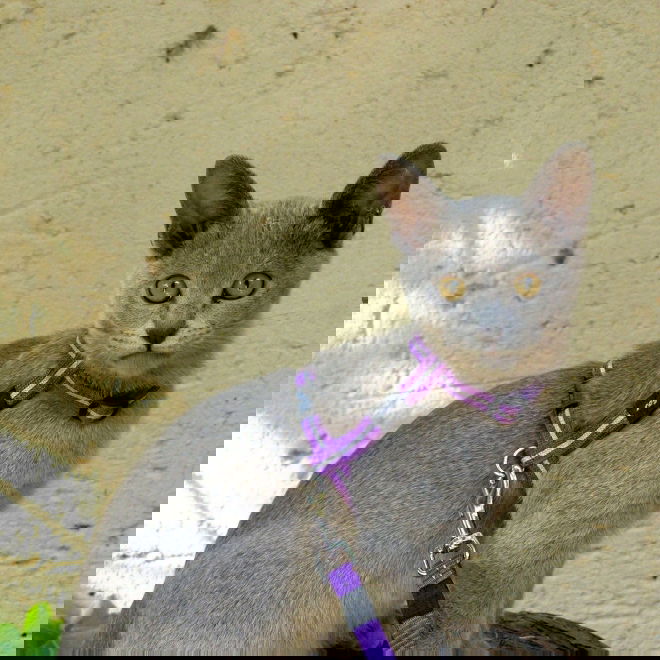 Rogz AlleyCat heijastava valjas-hihnasetti (Violetti)