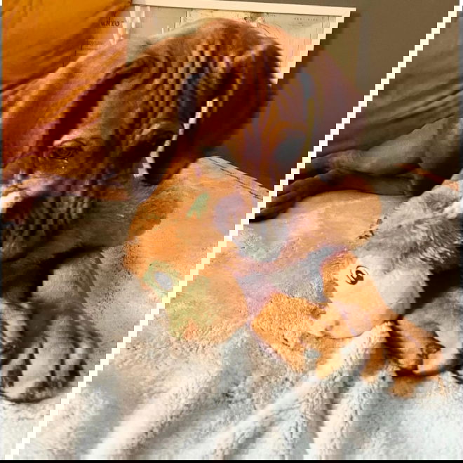 Party Pets Apinap&ouml;tk&ouml; 28 cm (Vaaleanruskea)