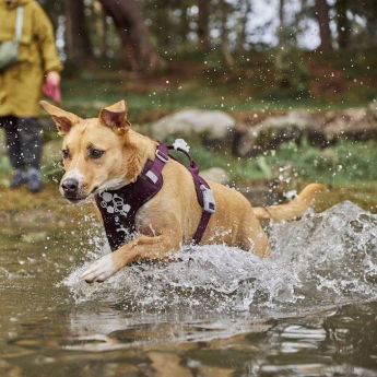 Hurtta Weekend Warrior II ECO Hundesele Lilla