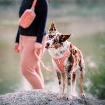 Woolly Wolf Roam Hundesele Rosa