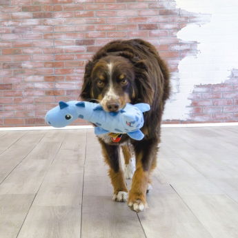 KONG Dynos Roars Mykdyr til Hund Dinosaur Blå M/L