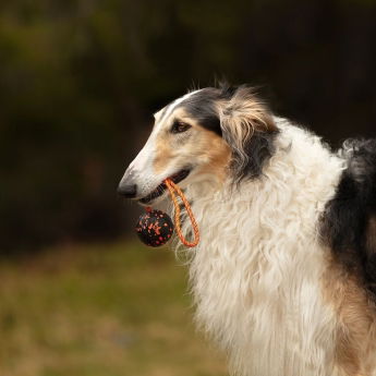 Non-Stop Dogwear Hundeball med Tau Oransje/Svart