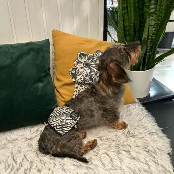 RuttuNuttu Zebra Skvettebeskyttelse til Hannhund Svart/Vit