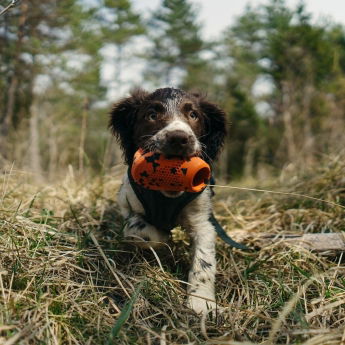 Non-Stop Dogwear Kastleke til Hund Oransje/Svart