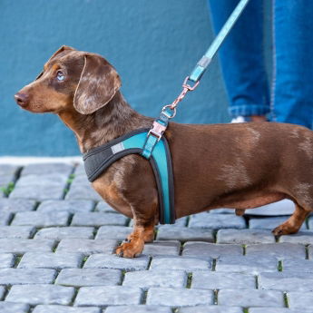 Rogz Urban Fast-Fit Hundesele Turkis