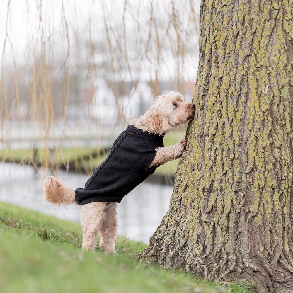 Bilde av Trixie Kenton Hundegenser Svart (33 cm) - Alt til hunden