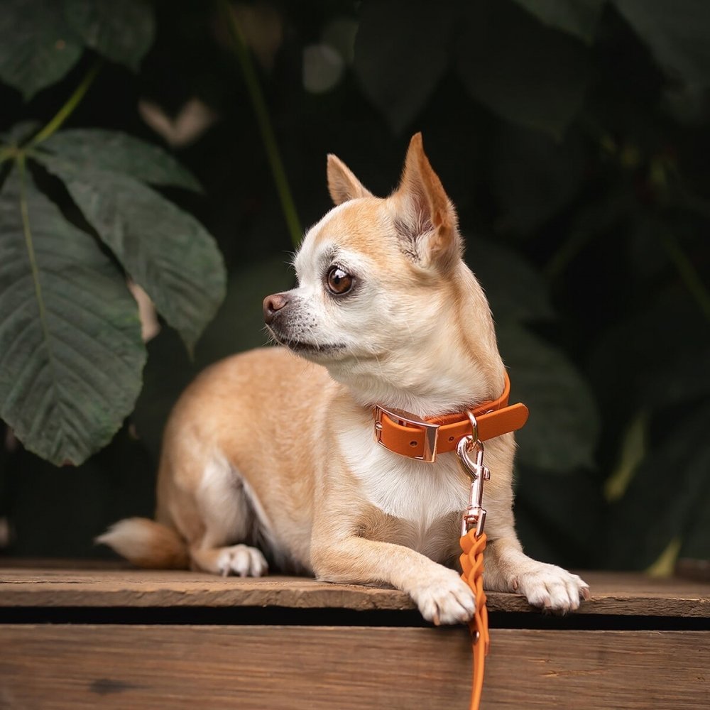 Bilde av Tyylivoitto Classy Hundehalsbånd Liten Modell Mørk Oransje (xs)