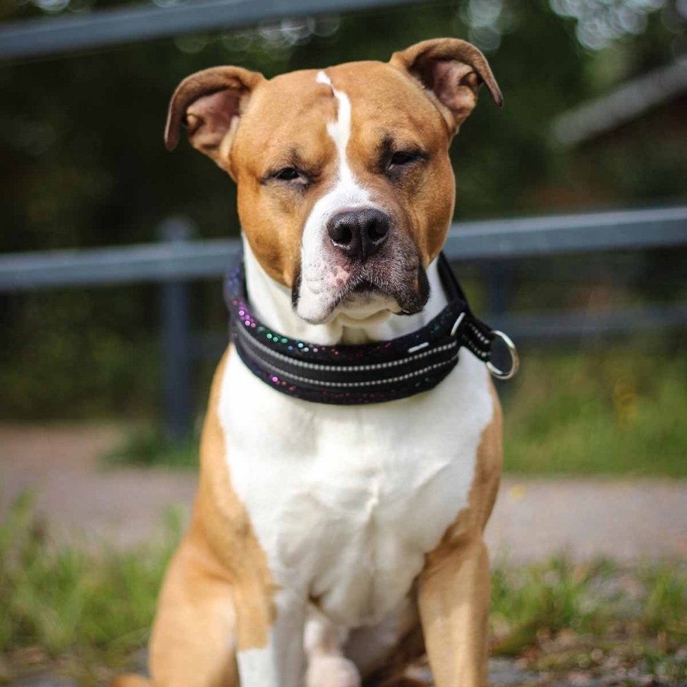 Kusse&Kutta Hundhalsband Bred Modell Svart Glitter (9)