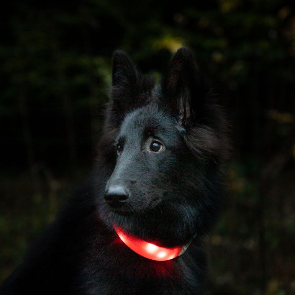 Basic Wide LED-halsband (Orange) Hund - Hundeutstyr - Hundelys