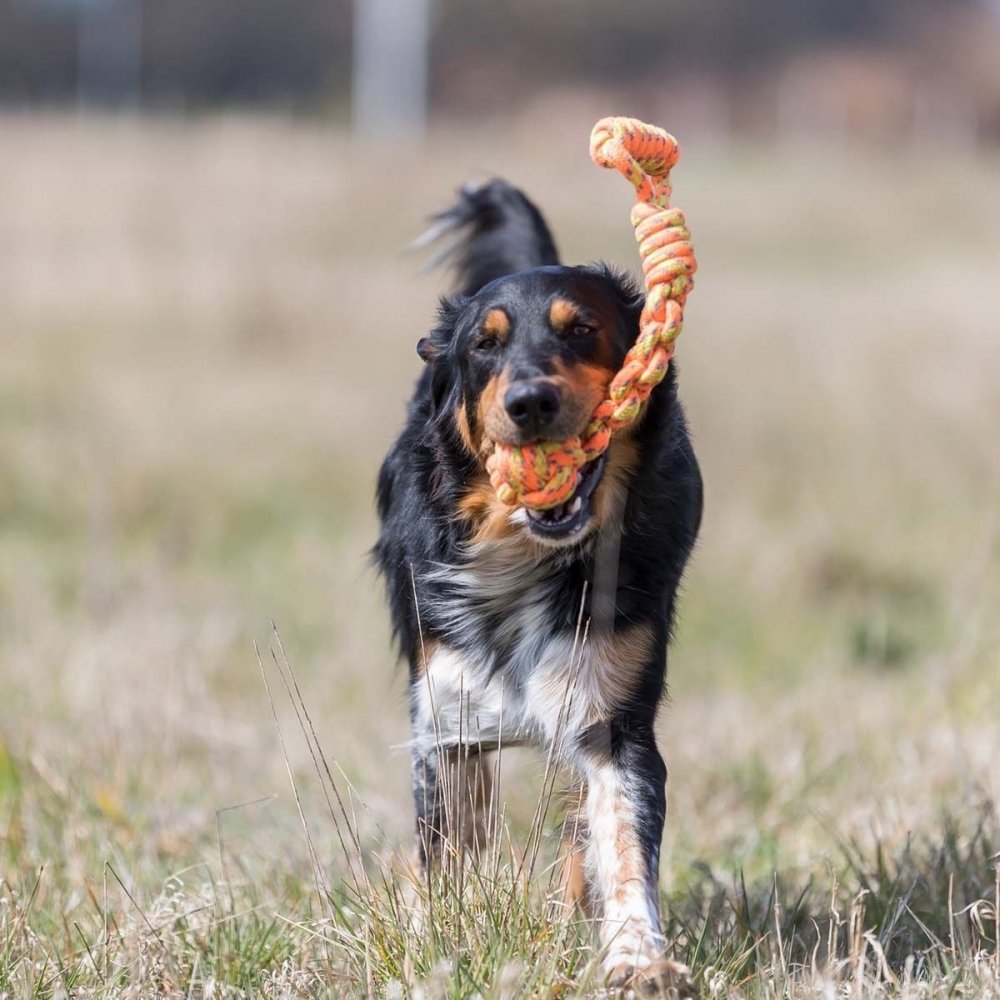 Bilde av Trixie Playing rope with ball ø8/38cm - Alt til hunden