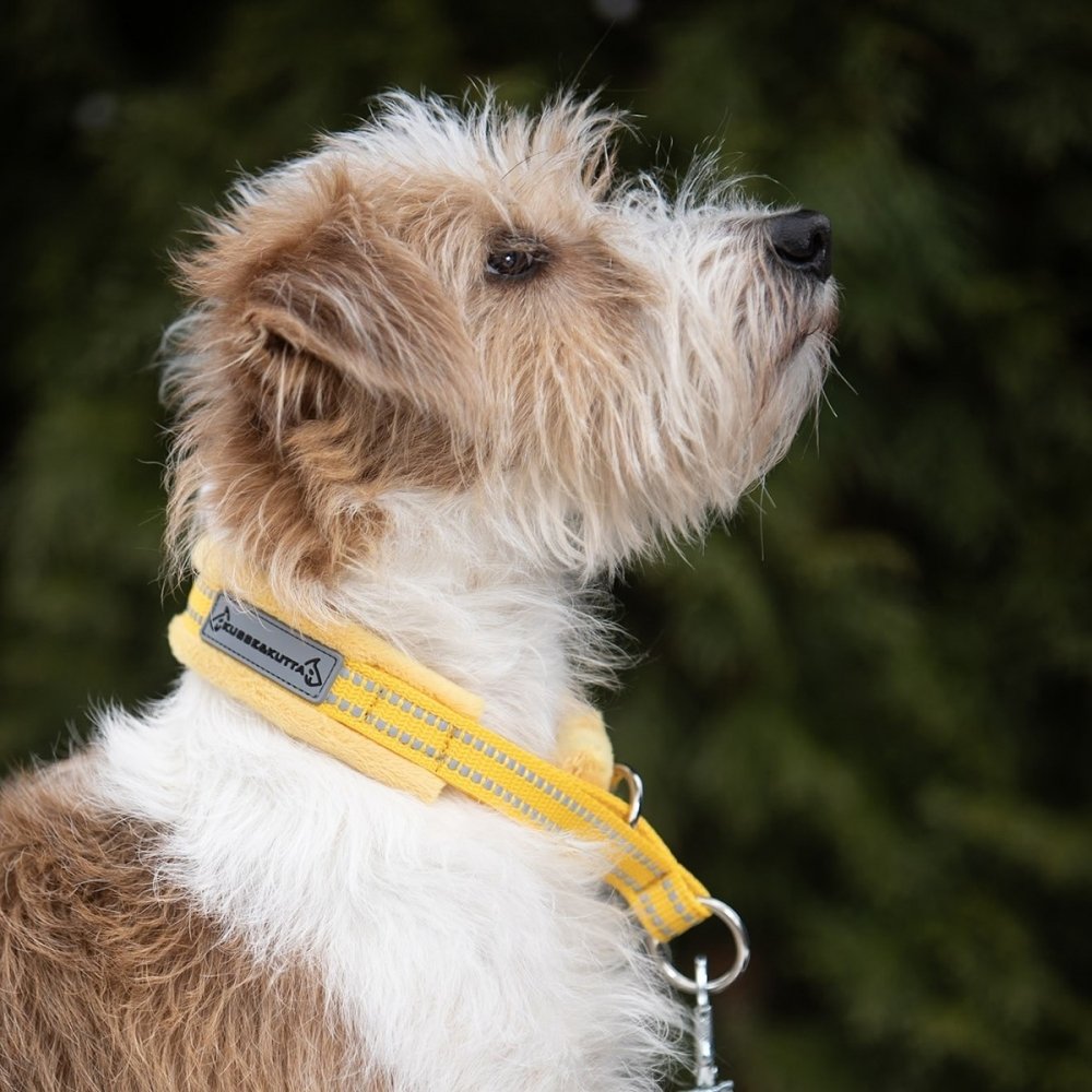 Kusse & Kutta Hundehalsbånd  Gul (5)
