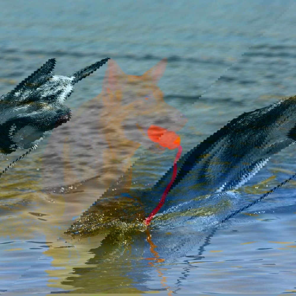 KONG Aqua (L)