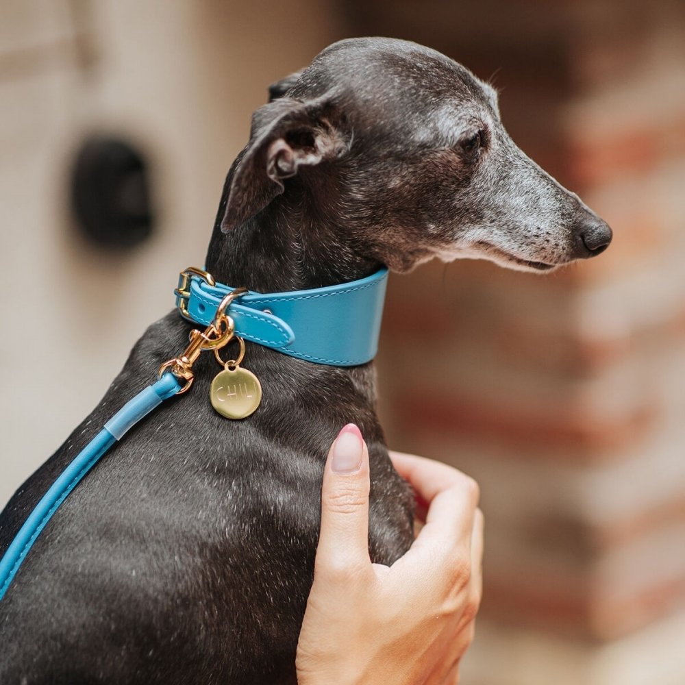 Collar of Sweden Brett Hundehalsbånd Neonblå (L) Hund - Hundeutstyr - Hundehalsbånd