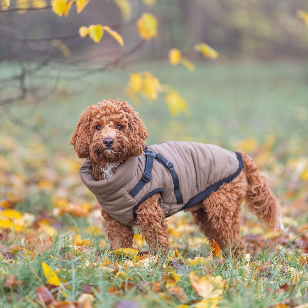 Bilde av Trixie Pirou Teddy Hundedekken med Sele Beige (24 cm) - Alt til hunden