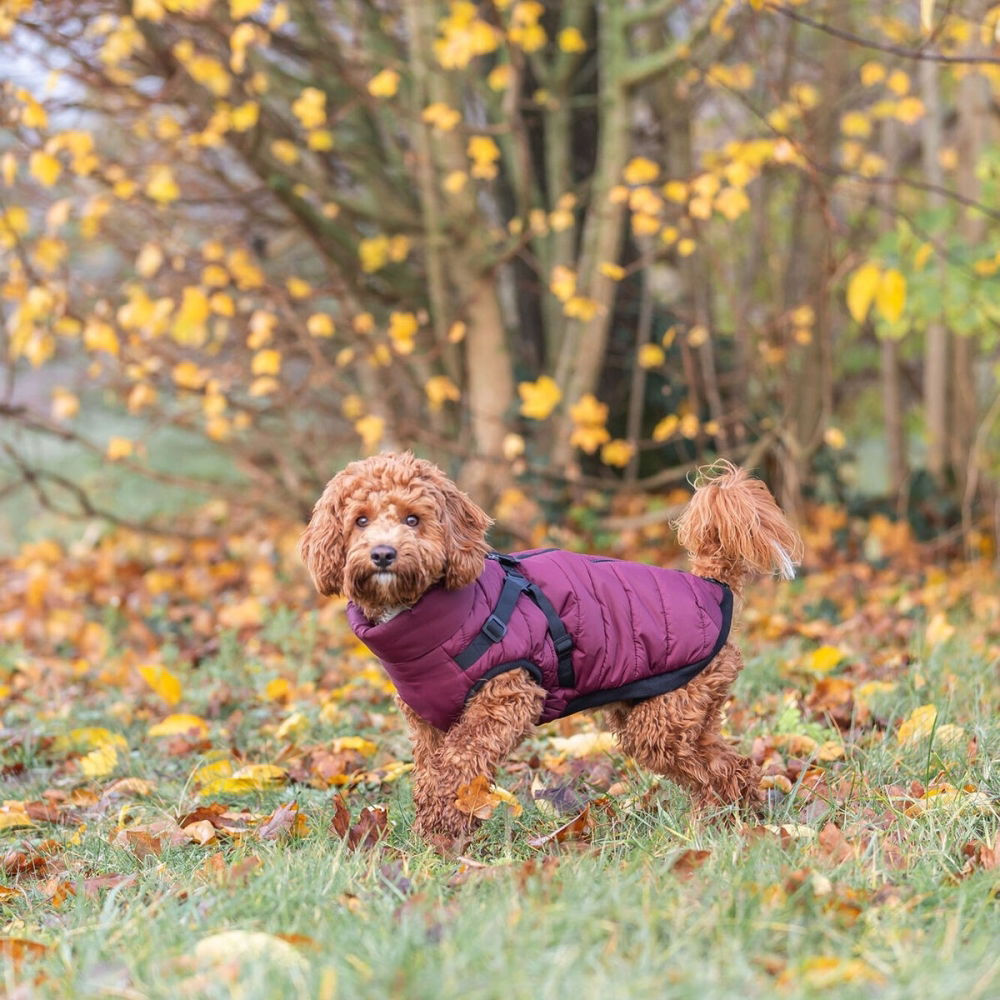 Bilde av Trixie Pirou Teddy Hundedekken med Sele Burgunder (24 cm) - Alt til hunden