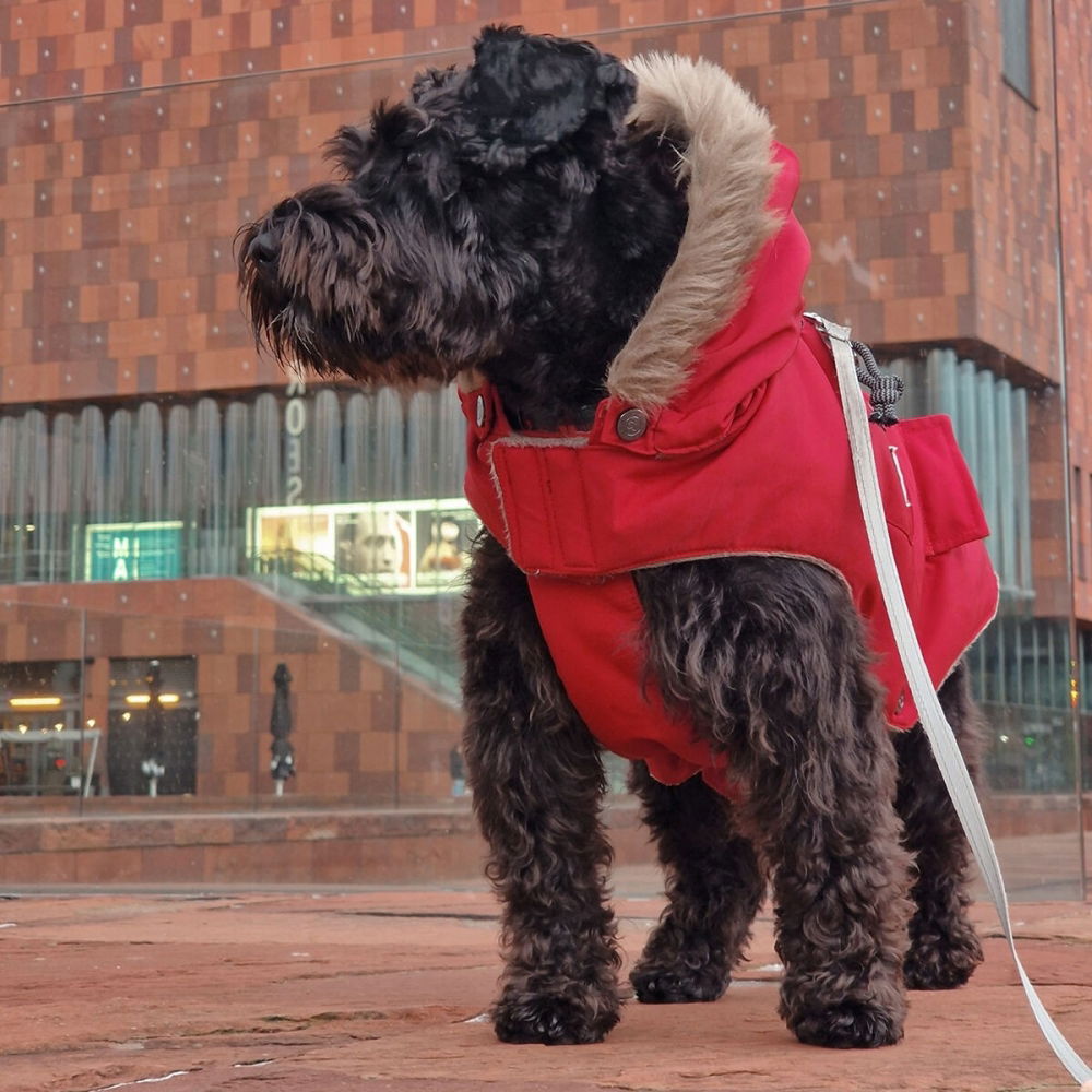 Bilde av 51 Degrees North Aspen Hundejakke med Hette Rød (24 cm) - Alt til hunden