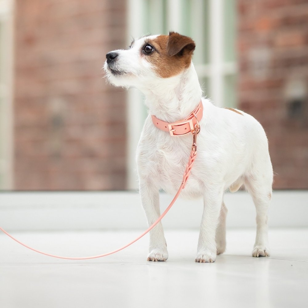 Tyylivoitto Classy Hundehalsbånd Fersken (XS) Hund - Hundeutstyr - Hundehalsbånd