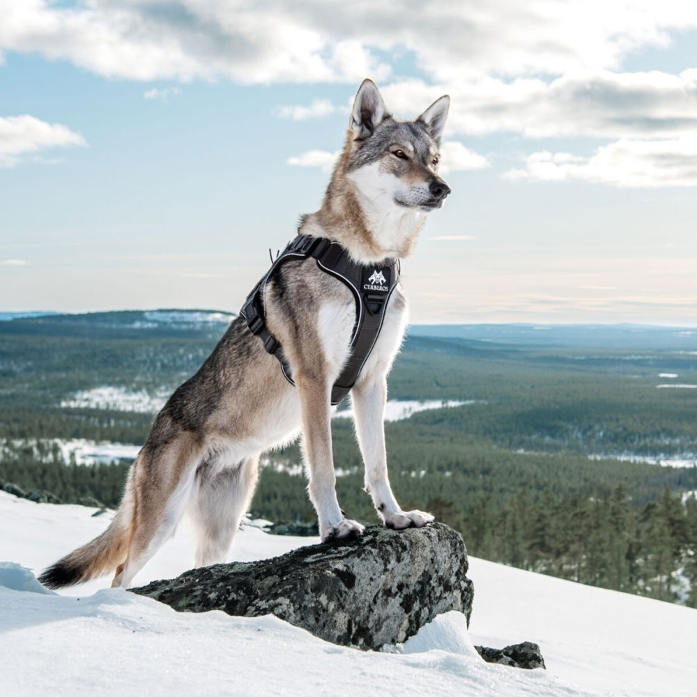 Bilde av Cerberos Tactical Hundesele Svart (L) - Alt til hunden