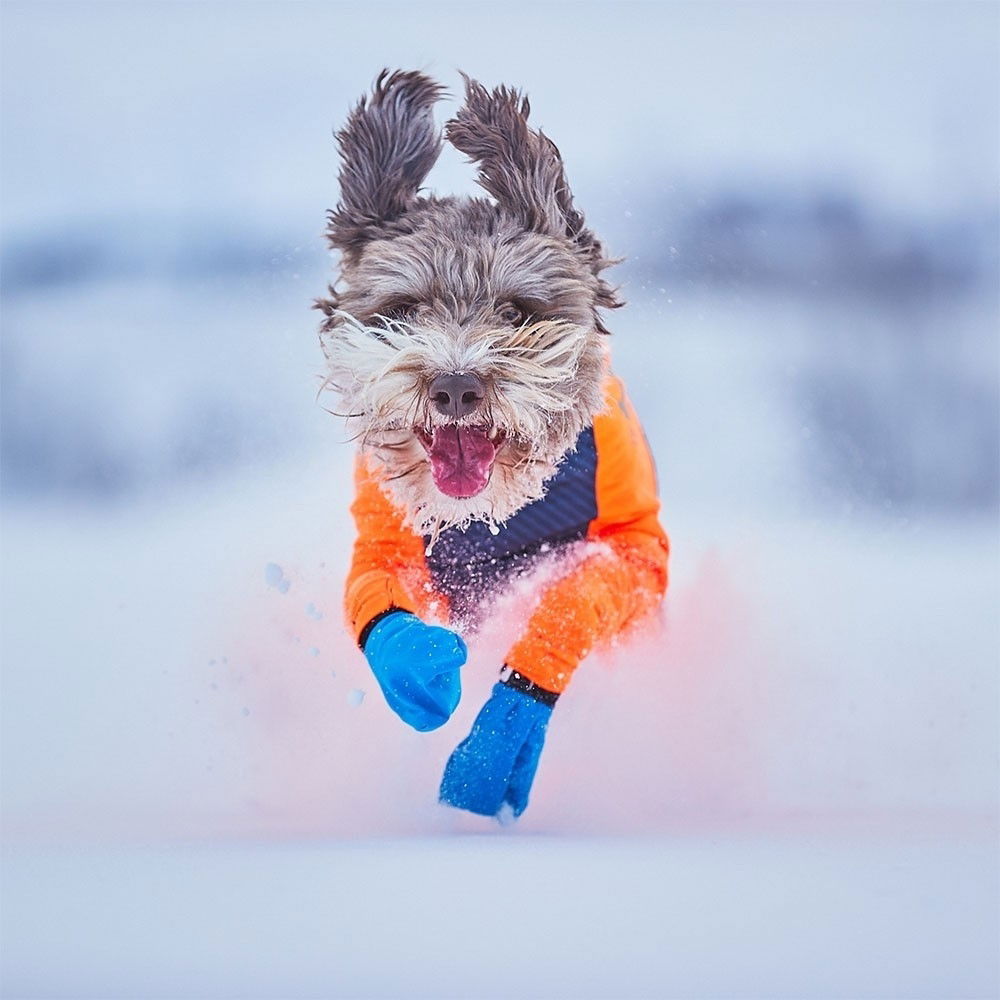 Bilde av Non-stop Dogwear Long Distance Bootie (L) - Alt til hunden