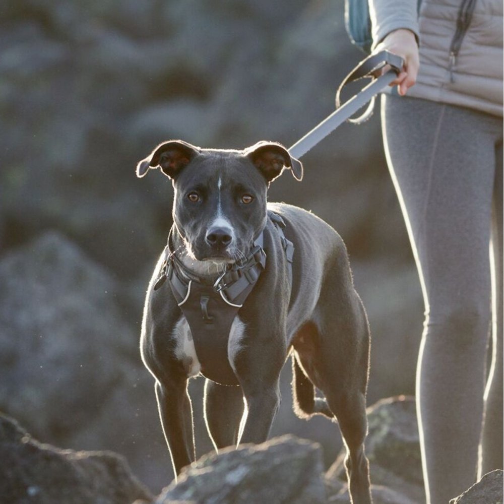 Bilde av RuffWear Front Range Hundesele Grå (XXS) - Alt til hunden