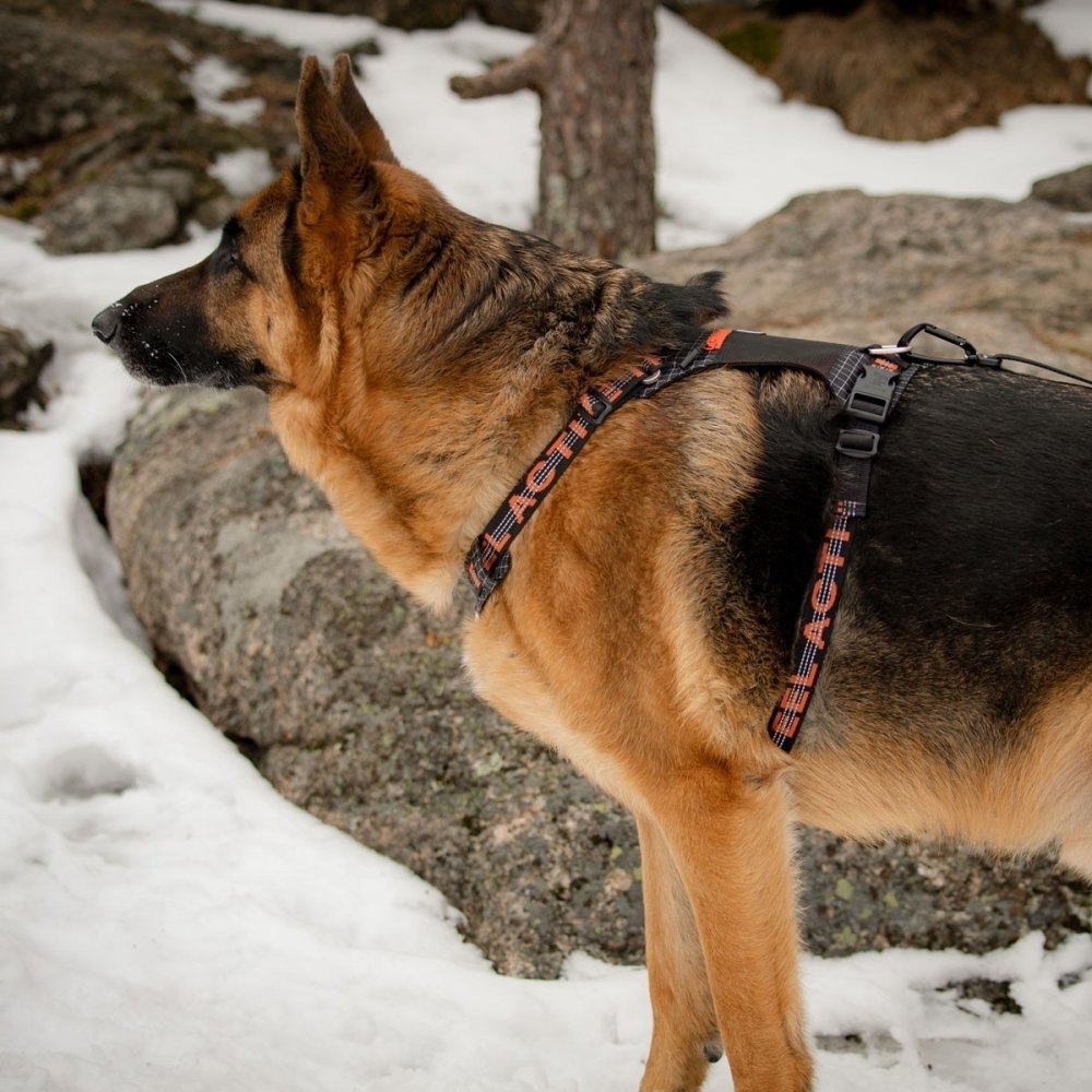 Feel Active Outdoor Hundsele med Lomme Svart (L) Hund - Hundeutstyr - Hundeseler