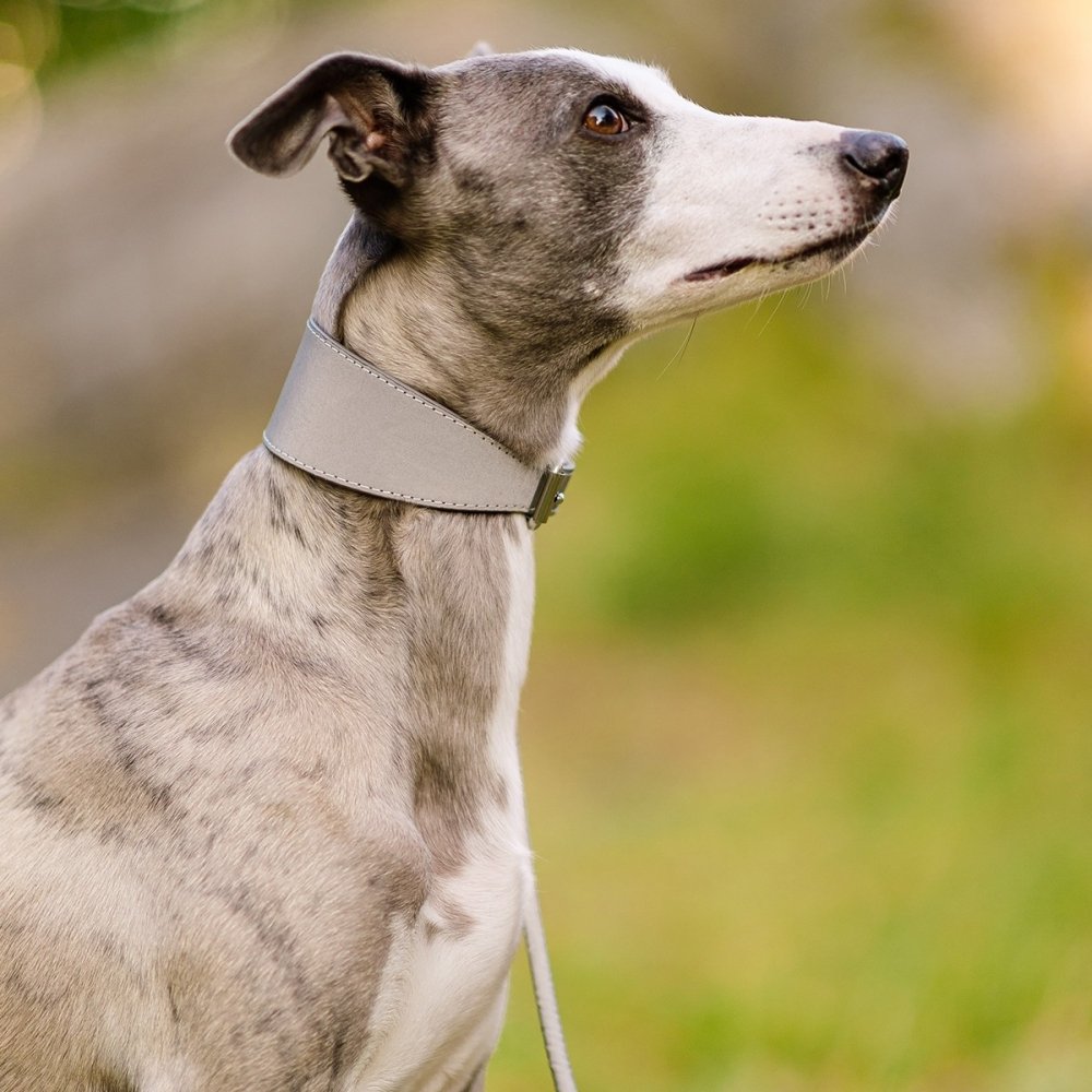 Collar of Sweden Hundehalsbånd Brett med Reflleks (L) Hund - Hundeutstyr - Hundehalsbånd