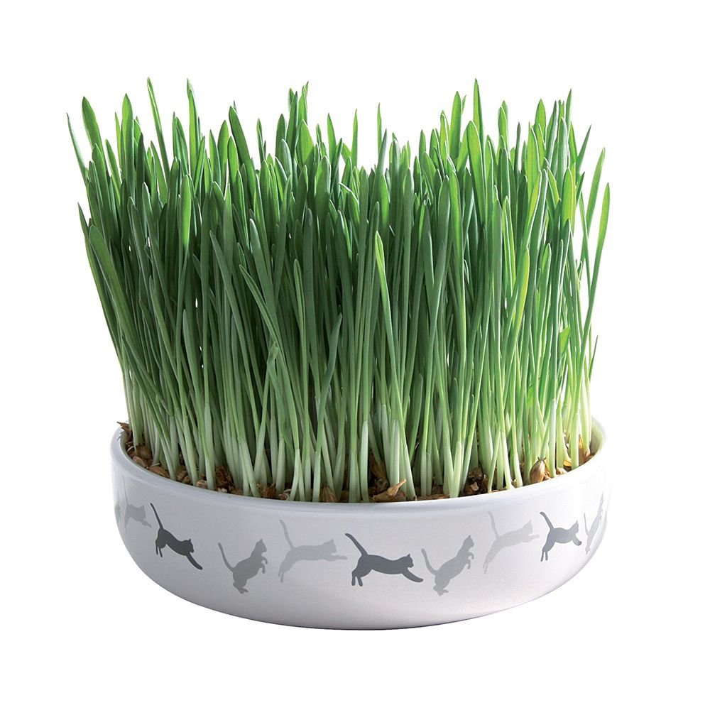 Trixie Ceramic Bowl with Cat Grass ø 15 x 4 cm