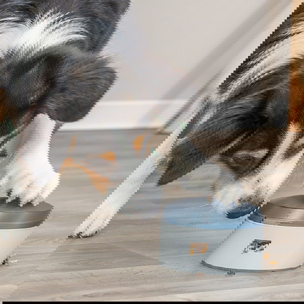 Trixie Activity Buzzer Hundegodteridispenser