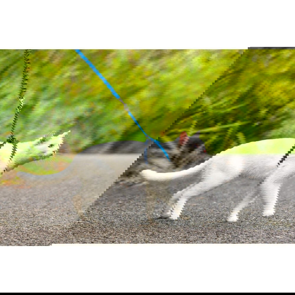 PetSafe Easy Walk Sele + Bånd til Katt Blå (L)