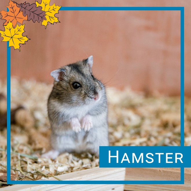 Alt hamsteren din ønsker seg!