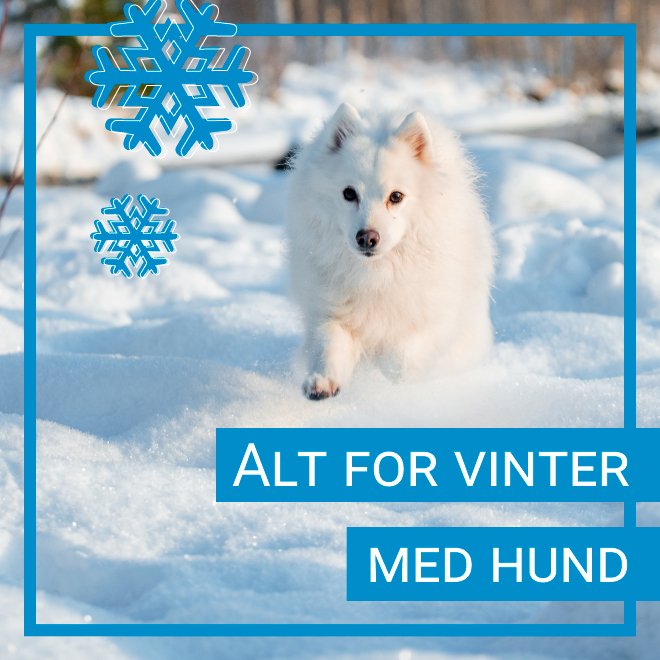 Alt du trenger til hunden i vinter!