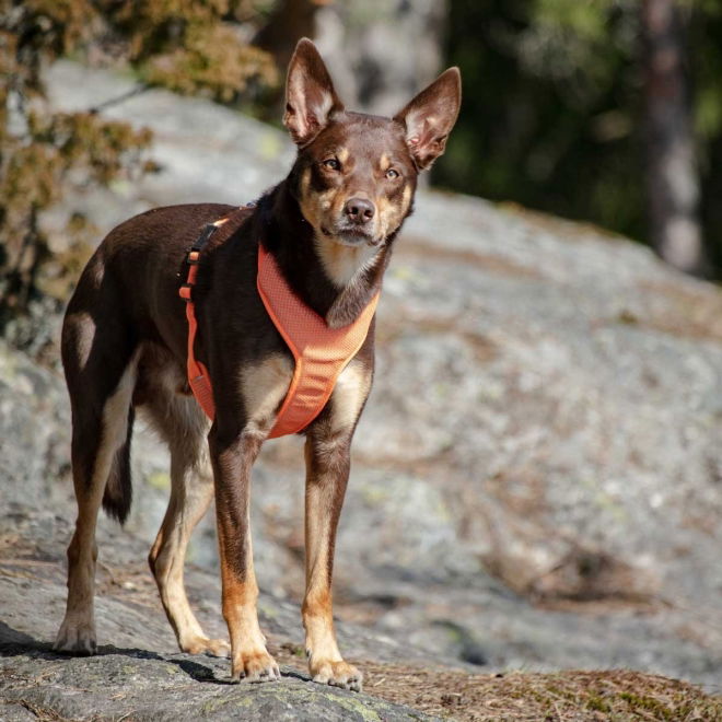 Feel Active Reflective Hundesele Oransje