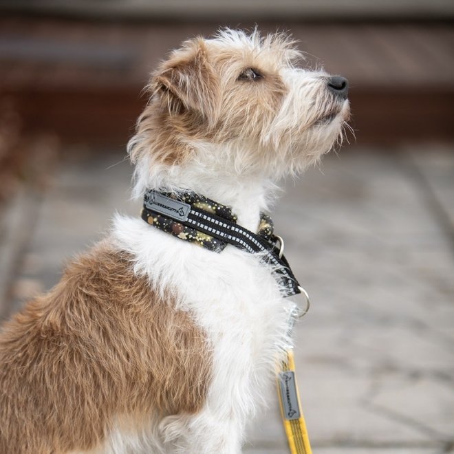 Kusse & Kutta Hundehalsbånd Polstret Svart & Guld