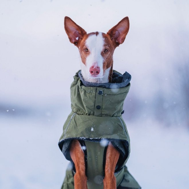 Rukka Warmup 2.0 Hundedekke Grønn