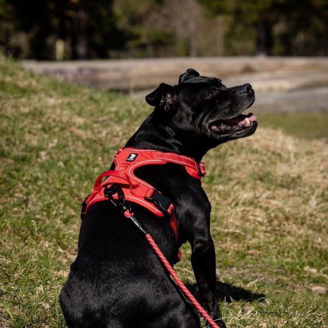 Feel Active Training Hundesele Rød