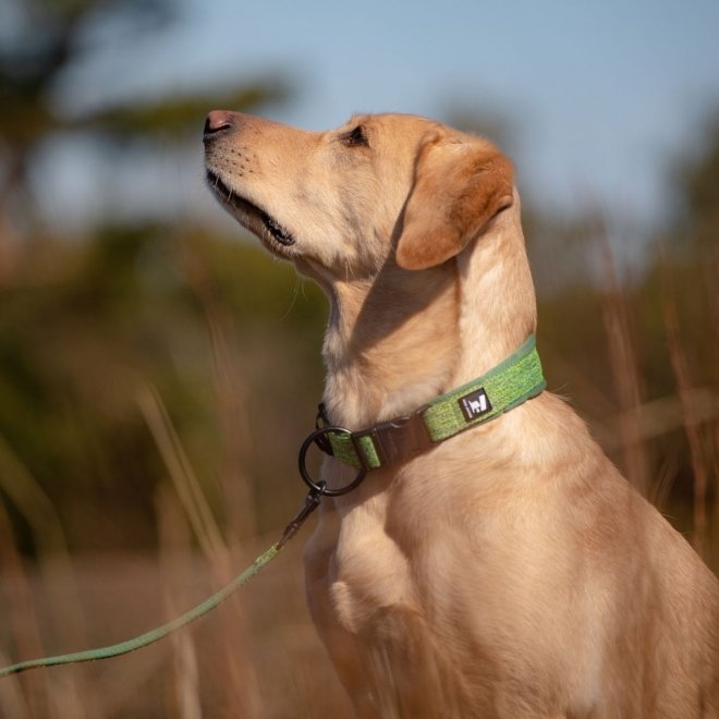 Feel Active Eco Hundehalsbånd Grøn