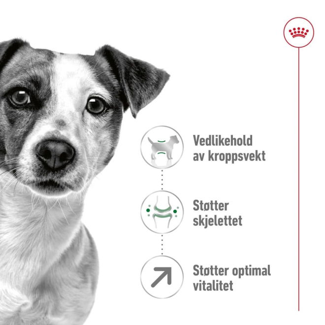 Royal Canin Mini Adult 8+