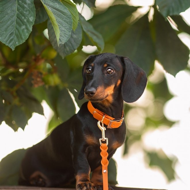 Tyylivoitto Classy Hundehalsbånd Liten Modell Mørk Oransje