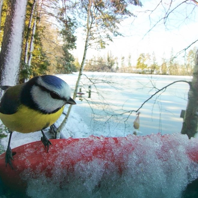 Birdbuddy Fôrautomat med Kamera Blå