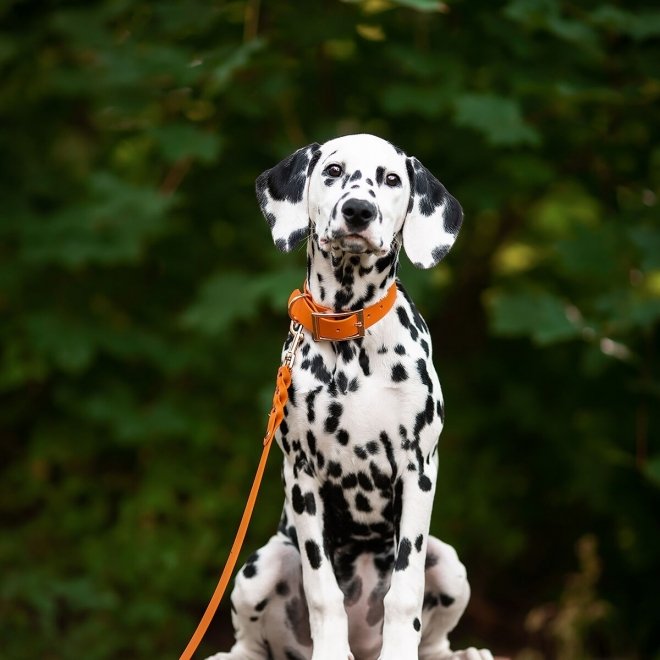 Tyylivoitto Classy Hundehalsbånd Stor Modell Mørk Oransje