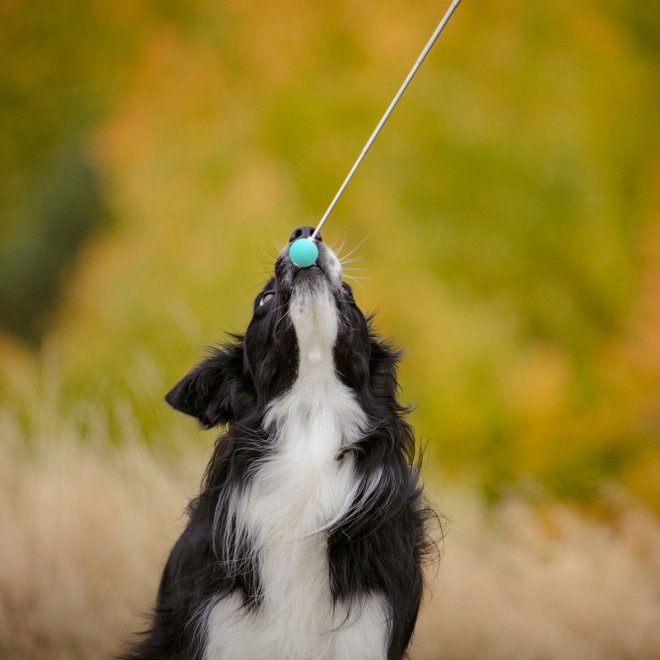 Tag det op Hotel anmodning Pro Dog Target Stick Mint | Hundetrening / Treningsredskap for hund