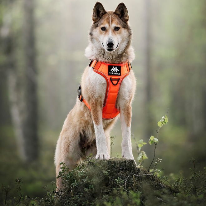 Cerberos Tactical Rescue Hundesele Orange