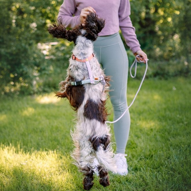 Woolly Wolf Color Block Hundesele Rosa/Grønn/Lilla