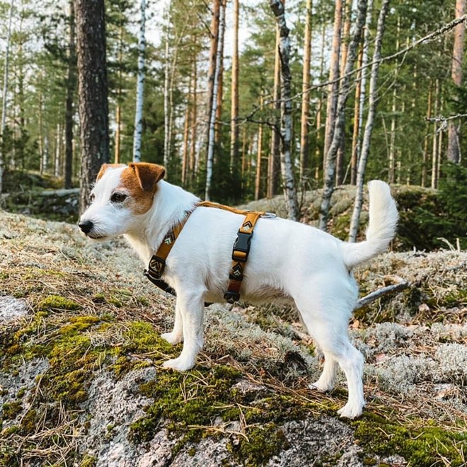 Woolly Wolf Hundsele Lysebrun med Mønster