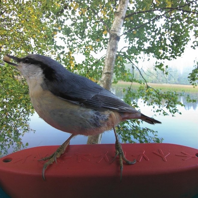 Birdbuddy Fôrautomat med Kamera Blå