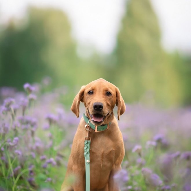 Tyylivoitto Classy Hundehalsbånd Stor modell Lysgrønn