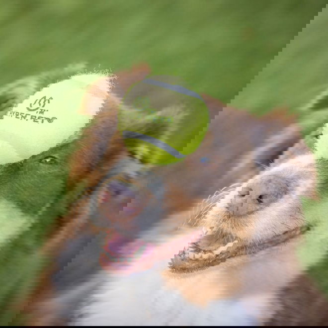 Hyper Pet Tennisballer for K9 Kannon Ballkaster 4-pakning