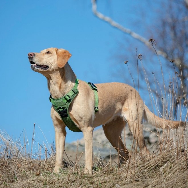 Feel Active Eco Training Hundesele Grøn