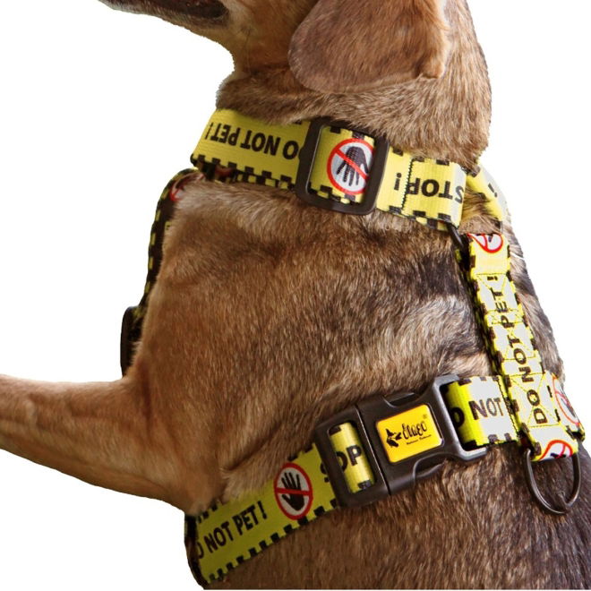 Dingo Gear Hundesele Do Not Pet