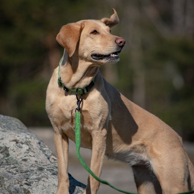 Feel Active Eco Hundkoppel Grøn